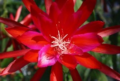 Fifty Grand Orchid Cactus, Epiphyllum Fifty Grand, Epiphyllum 'Fifty Grand'